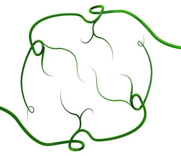 식물 덩굴 녹색, 텐 드릴 곡선 — 스톡 사진