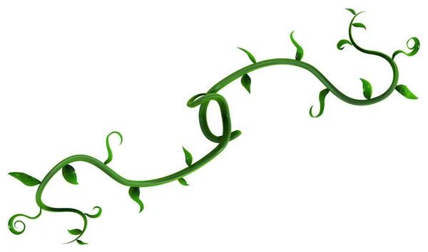 Plant Vines Green, Leaf Branch Hooks — Stock Photo, Image