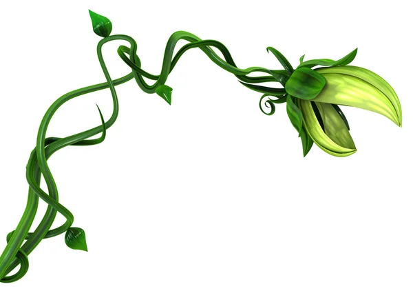 Plant Biting Vine Growing Illustration Horizontal Isolated White — Stock Photo, Image