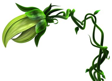 Bitki ısıran sarmaşık büyüyen ağız kapalı, 3D illüstrasyon, yatay, izole, beyaz üzerine