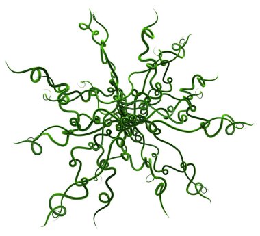 Bitki üzümleri yeşili kıvrımlı süsleme yıldızı, 3D çizim, yatay, izole, beyaz üzerine