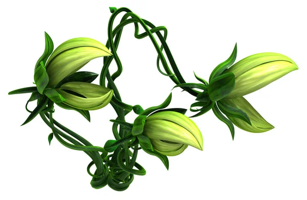 Plant Groeiende Groene Bijtende Wijnstok Triple Illustratie Horizontaal Geïsoleerd Wit — Stockfoto