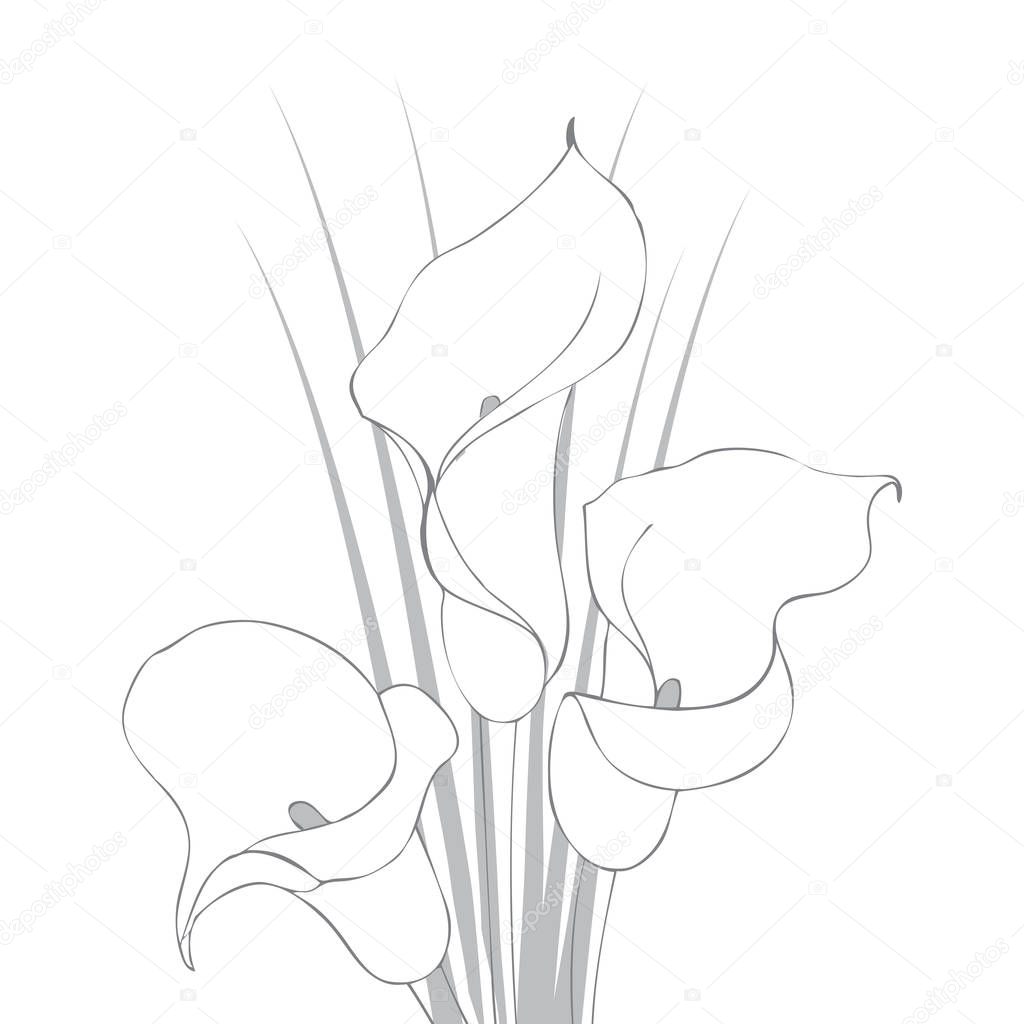Calla lilies vector illustration