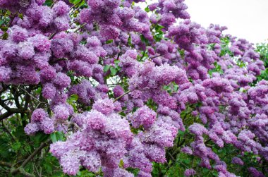 Çiçek Bahçe çiçeği doğa bahar