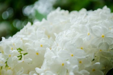 Bahar çiçek doğa Çiçek Bahçesi 