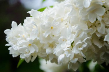 Bahar çiçek doğa Çiçek Bahçesi 