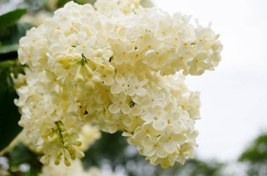 Bahar çiçek doğa Çiçek Bahçesi 