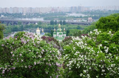 Bahar çiçek doğa Çiçek Bahçesi 