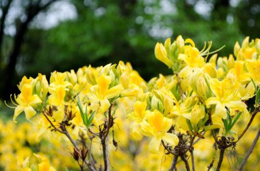 Bahar çiçek doğa Çiçek Bahçesi 