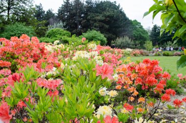 Bahar çiçek doğa Çiçek Bahçesi 