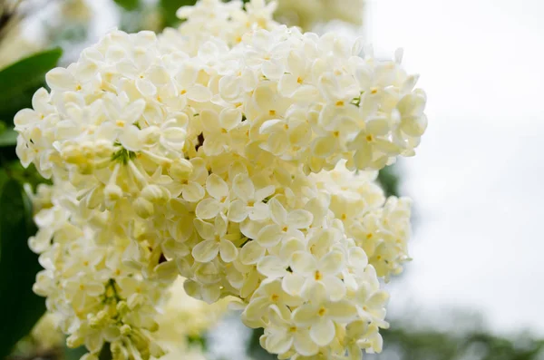 Spring Flowers Nature Blossom Garden — Stock Photo, Image