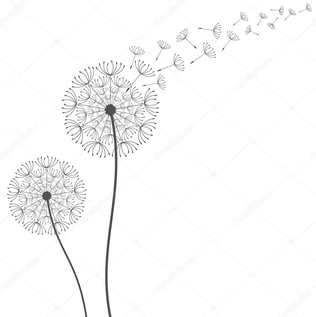 Dandelion background. Vector illustration