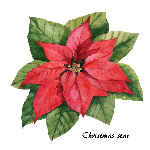 Estrella de Navidad flor — Foto de Stock