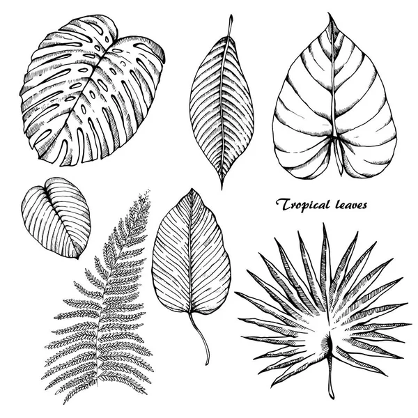 Tropical leaves sketches set. — Stock Vector