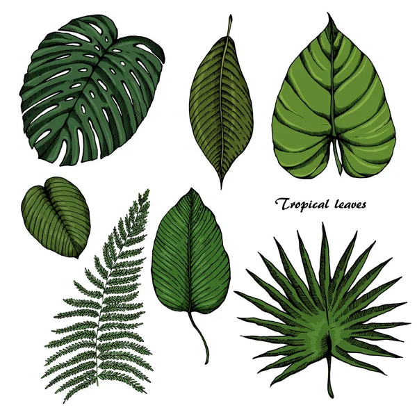 Croquis de feuilles tropicales ensemble 3 — Image vectorielle