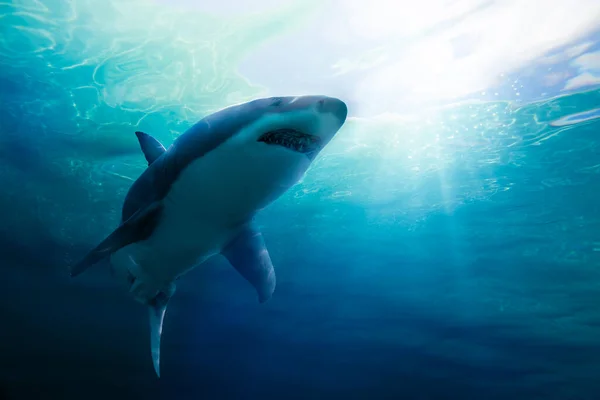 Grande Tubarão Branco Nadando Debaixo Água Com Raios Luz Renderização — Fotografia de Stock