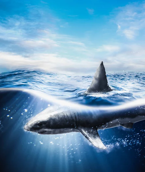 Büyük Beyaz Köpekbalığı Işık Işınları Ile Suyun Altında Yüzüyor — Stok fotoğraf