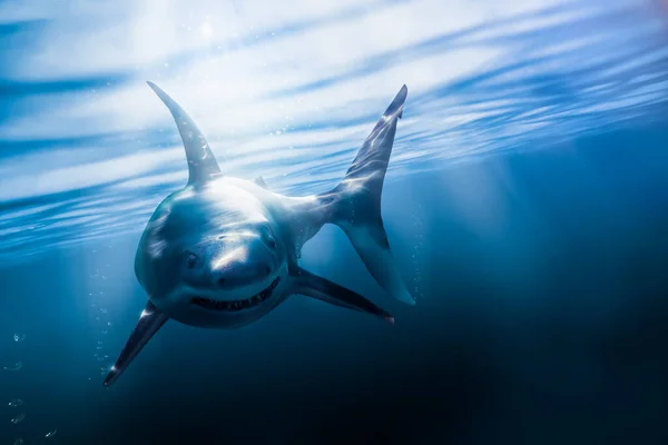 Great White Shark Swimming Underwater Light Rays Rendering Mixed Media — Stock Photo, Image