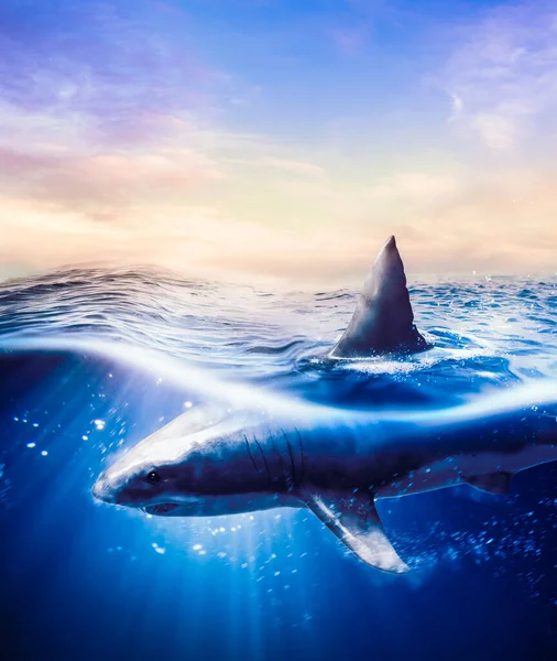 Great White Shark Swimming Underwater Light Rays Rendering Mixed Media — Stock Photo, Image