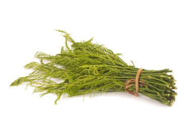 Wattle, akasya, Cha-om beyaz zemin üzerine tırmanma