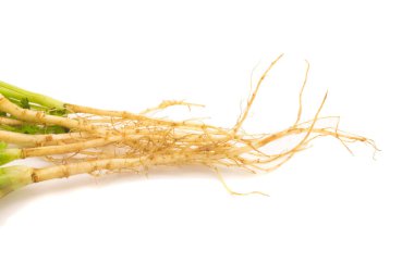 kişniş beyaz arkaplanda izole edildi