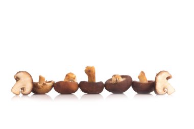 shiitake mantar beyaz zemin üzerine