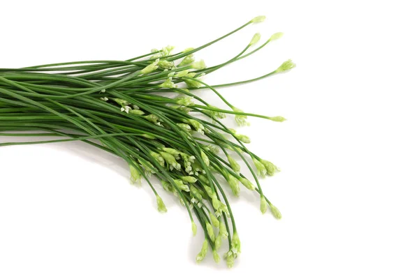 Erba cipollina fiore o erba cipollina cinese isolato su sfondo bianco — Foto Stock