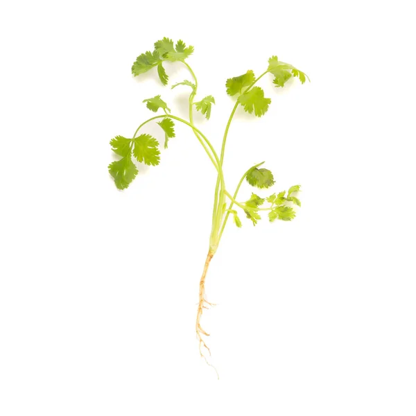 Coriander isolated on white background — Stock Photo, Image