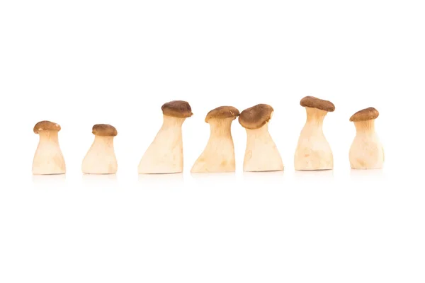 Beyaz arka planda Kral istiridye mantarı Pleurotus eryngii