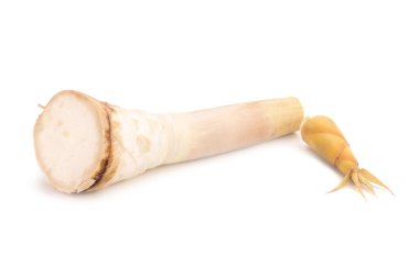 Bambu filizi beyaz arka planda izole edildi