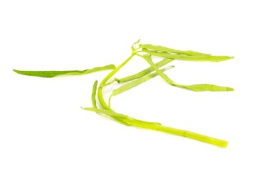 Beyaz zemin üzerine su Convolvulus