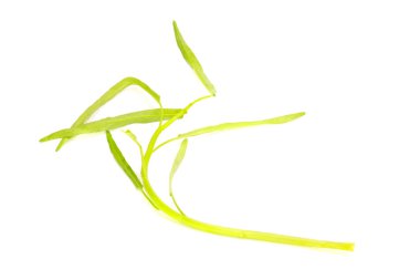 Beyaz zemin üzerine su Convolvulus