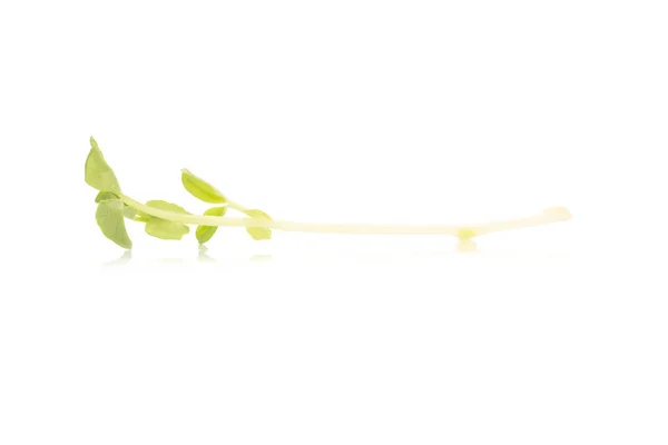 Pea Sprouts isolated on White Background — Stock Photo, Image