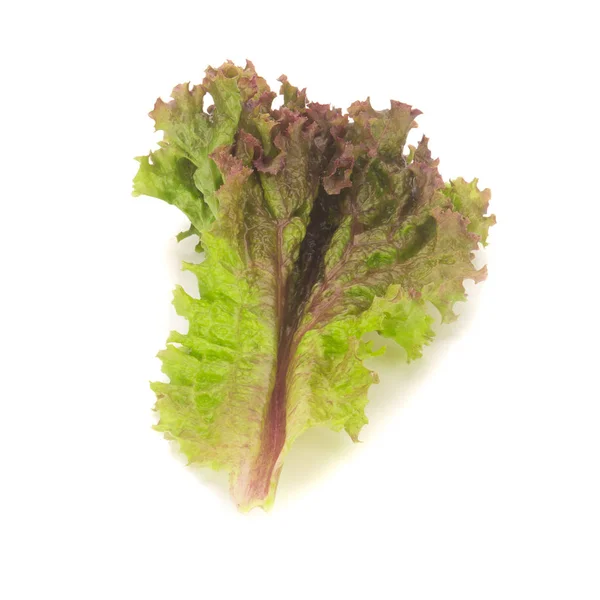 Rote Korallen Salat isoliert auf dem weißen Hintergrund — Stockfoto