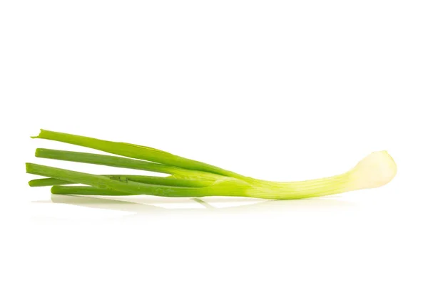 Spring onion isolated on the white background — Stock Photo, Image