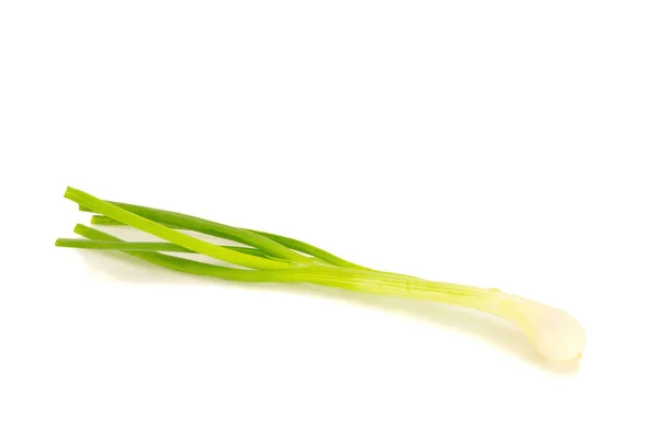 Cebolla primaveral aislada sobre fondo blanco —  Fotos de Stock