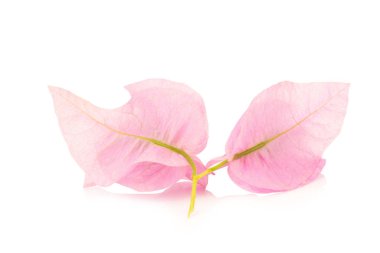 Bougainvillea beyaz arka planda izole edildi