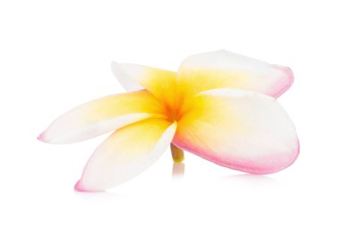 Frangipani. Plumeria. Tapınak ağaç. Mezarlık ağacı. çiçek. Isola