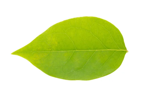 白い背景に緑の葉 — ストック写真