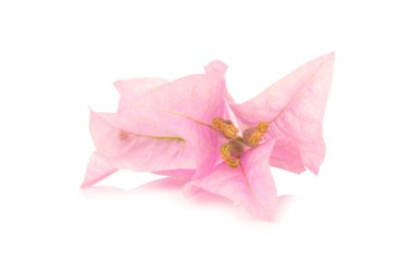 Bougainvillea beyaz arka planda izole edildi