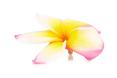 Frangipani. Plumeria. Tapınak ağaç. Mezarlık ağacı. çiçek. Isola