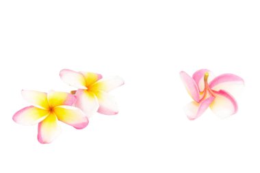 Frangipani. Plumeria. Tapınak ağaç. Mezarlık ağacı. çiçek. Isola