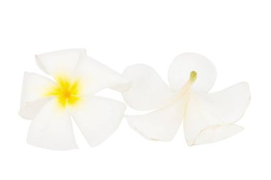çiçek frangipani. Plumeria. Beyaz arka plan üzerinde izole