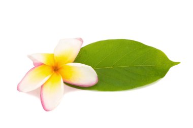 çiçek frangipani. Plumeria. Beyaz arka plan üzerinde izole
