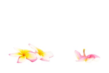 Frangipani. Plumeria. Tapınak ağaç. Mezarlık ağacı. çiçek. Isola