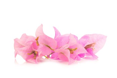 Bougainvillea beyaz arka planda izole edildi