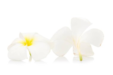 çiçek frangipani. Plumeria. Beyaz arka plan üzerinde izole