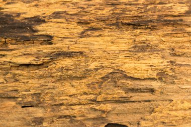 eski ahşap doku ağaç doğa