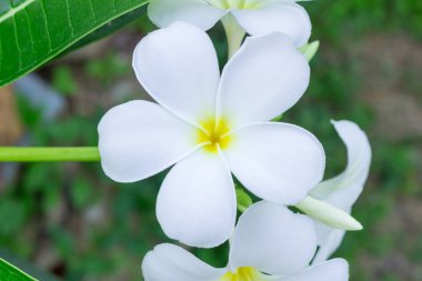 Beyaz ve sarı frangipani çiçek yaprakları arka plan ile. P