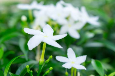 Beyaz sampaguita Yasemin veya Bahçe Arap Yasemin